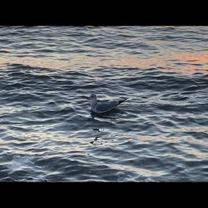 Meet your Posher, Carolina